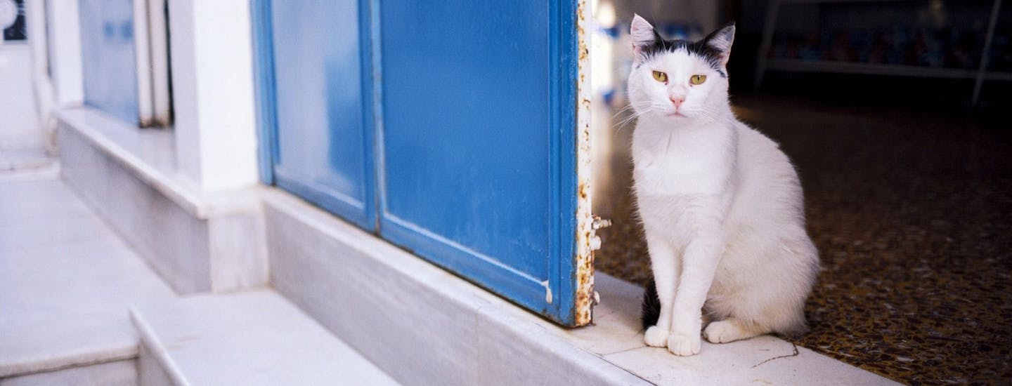 Du kan inte undgå att möta en lokal katt när du är i Iernissos i Grekland