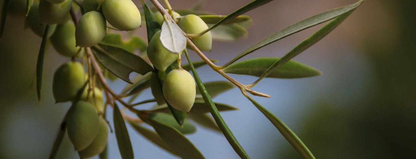 Olivenlunde ved Vlatos på Kreta