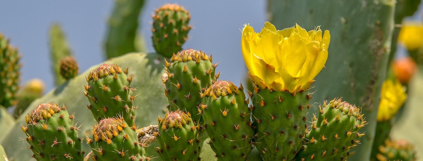 Vackra kaktusar i Alliste, Pulien