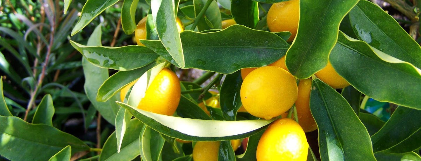Schiazzano på Sorrentohalvøen i Campania har mange citruslunde og citrontræer