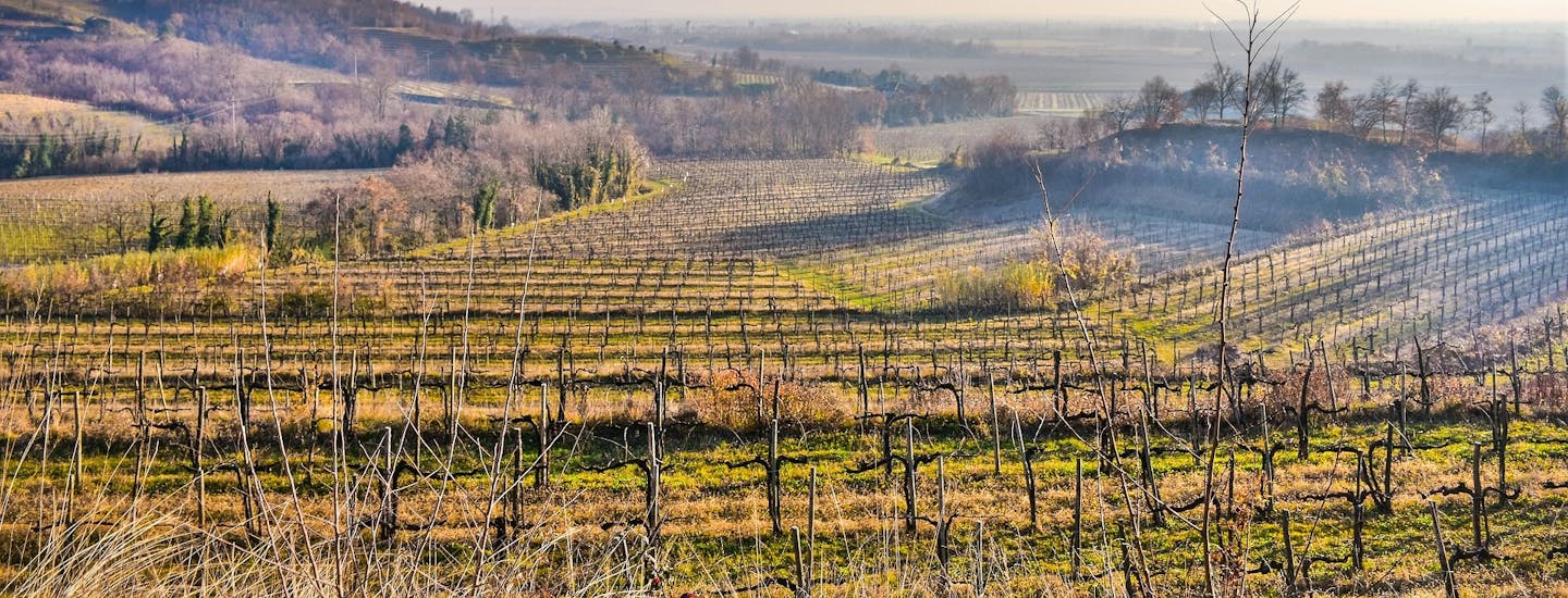 Buttrio i det backiga Friuli landskapet med vinodlingar