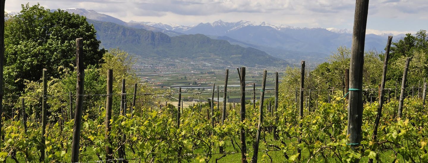 Montegrosso d'Asti ligger tæt på vinmarker i Piemonte
