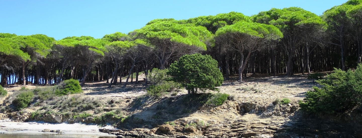 Den smukke natur, strand og pinjetræer ved Budoni på Sardinien